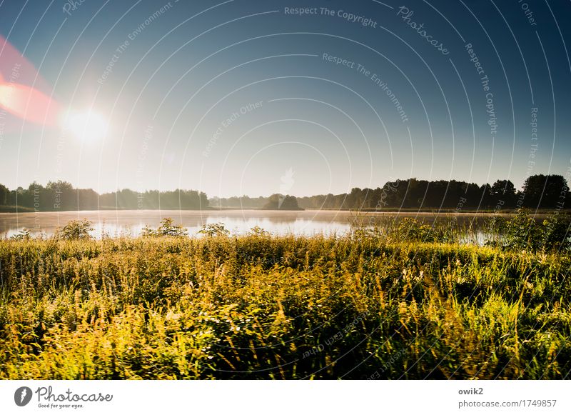 Unberührt Umwelt Natur Landschaft Pflanze Urelemente Wasser Wolkenloser Himmel Horizont Sommer Klima Schönes Wetter Baum Gras Sträucher See leuchten glänzend