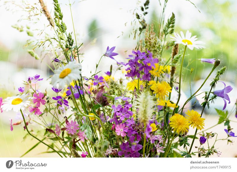 Blumenstrauß Pflanze Sommer Duft frisch hell mehrfarbig Blüte Farbfoto Menschenleer