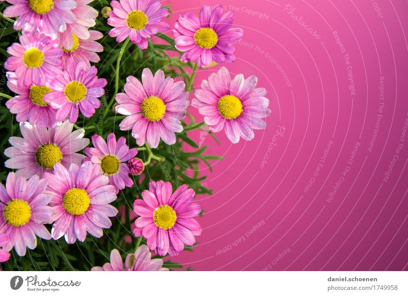 pink Pflanze Blume Duft Fröhlichkeit frisch rosa Farbe mehrfarbig Menschenleer Textfreiraum rechts