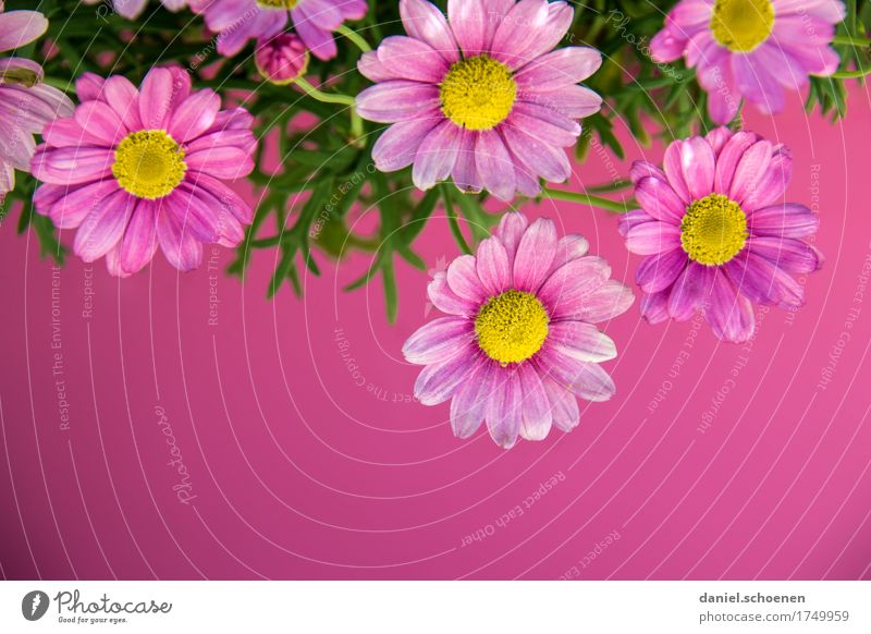 pink Pflanze Blume Blüte ästhetisch Freundlichkeit frisch violett rosa mehrfarbig Detailaufnahme Textfreiraum unten