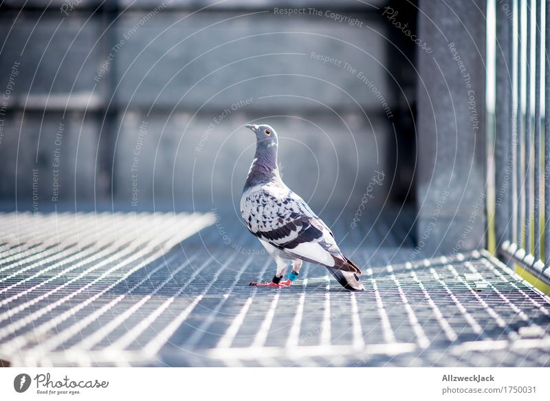 posh pigeon Tier Vogel Taube 1 Stadt grau Hochmut Stolz eitel Hoffnung stadtratte Farbfoto Außenaufnahme Menschenleer Tag Tierporträt Blick