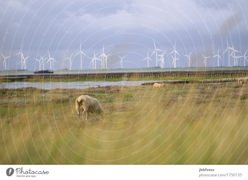 Schaf von hinten vor Watt und Windrädern Lebensmittel Ernährung Umwelt Natur Landschaft Pflanze Tier Nutztier 3 Herde kalt Windkraftanlage Erneuerbare Energie