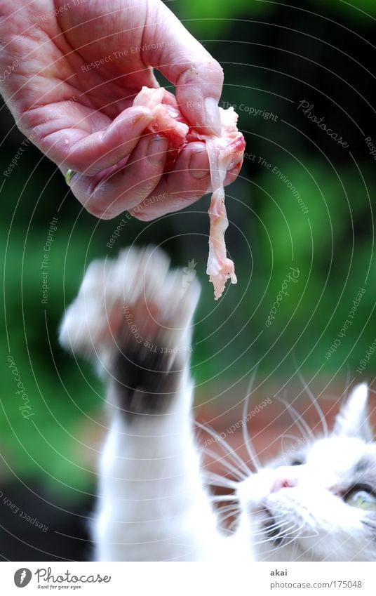Fleisch! Farbfoto Außenaufnahme Nahaufnahme Tag Bewegungsunschärfe Blick nach oben Hand 1 Mensch Tier Ring Haustier Katze fangen Fressen füttern genießen Jagd