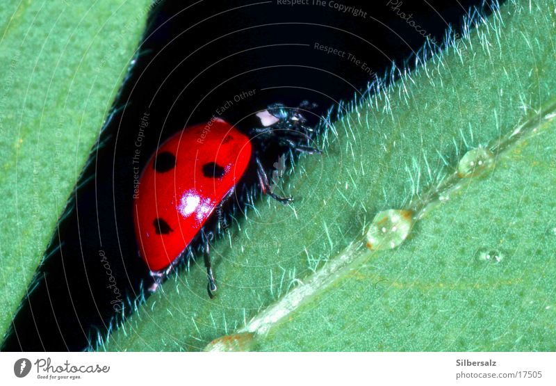 Marienkäfer auf kitzeligem Untergrund Makroaufnahme Insekt