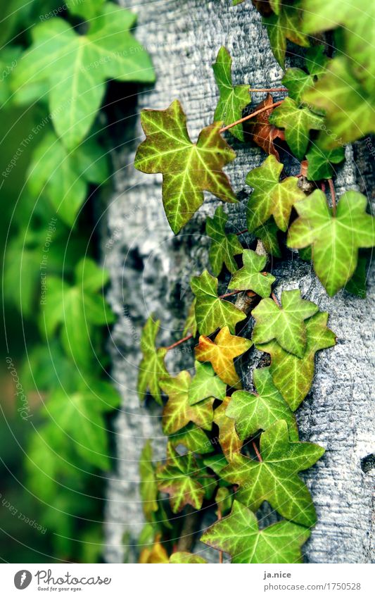 Efeu. Natur Pflanze Baum Blatt Grünpflanze Wald festhalten natürlich grau grün Umwelt Farbfoto Außenaufnahme Menschenleer Tag Schwache Tiefenschärfe