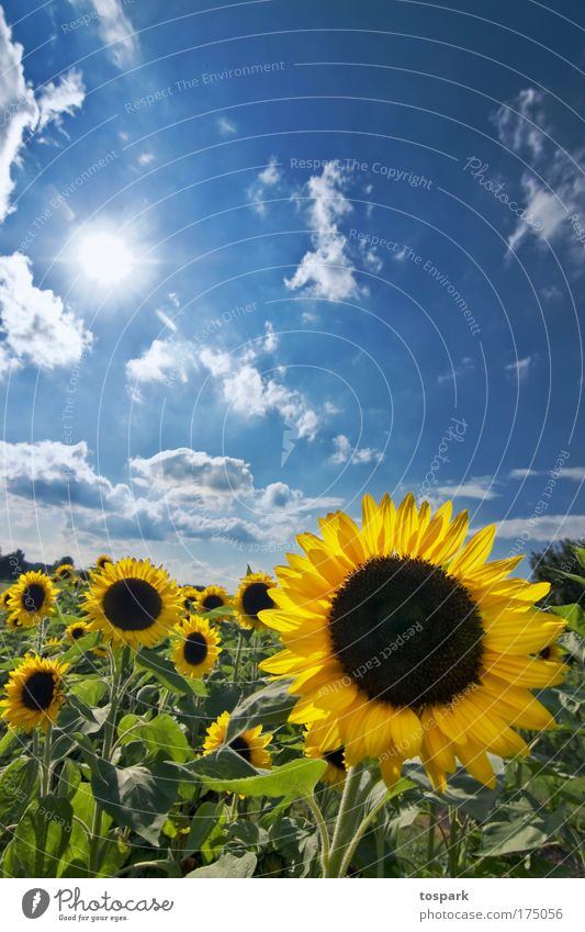 Sonnenblumen Farbfoto mehrfarbig Außenaufnahme Menschenleer Textfreiraum oben Tag Sonnenlicht Sonnenstrahlen Gegenlicht Zentralperspektive Weitwinkel harmonisch
