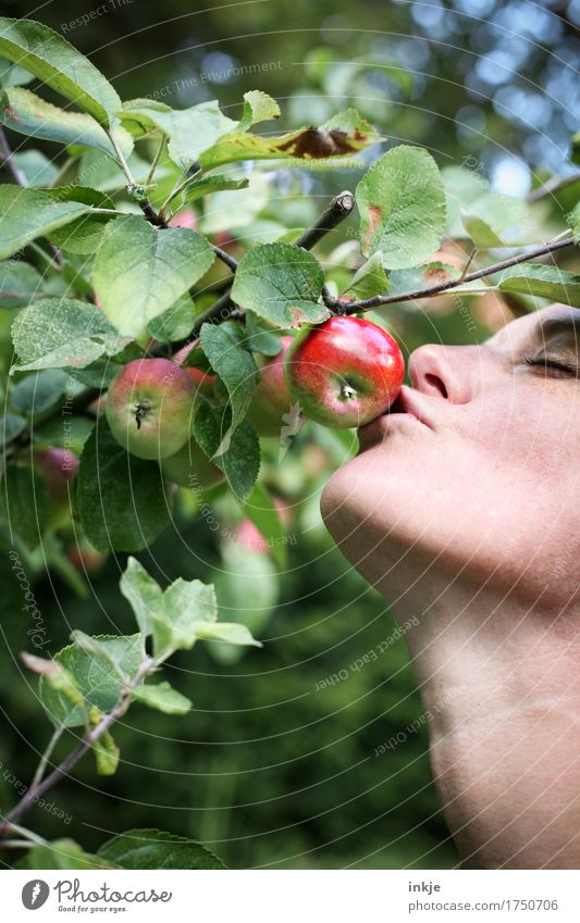 Frau küsst roten Apfel am Baum Ernährung Erwachsene Leben Gesicht 1 Mensch 30-45 Jahre Natur Sommer Herbst Schönes Wetter Nutzpflanze Apfelbaum Garten hängen