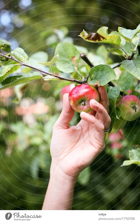 Apfelernte Ernährung Bioprodukte Hand 1 Mensch Sommer Herbst Schönes Wetter Nutzpflanze Apfelbaum frisch Gesundheit natürlich saftig grün rot Ernte pflücken