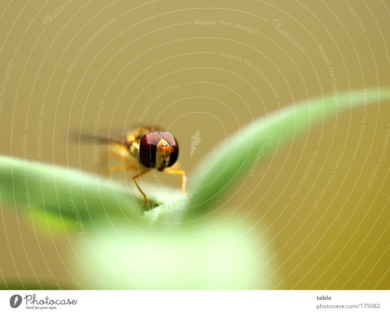 Zwischenstop Farbfoto Makroaufnahme Textfreiraum oben Blick in die Kamera elegant Erholung Natur Tier Pflanze Fliege Insekt Schwebefliege 1 beobachten fliegen