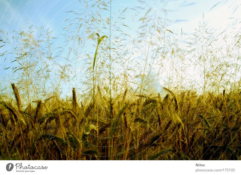 Heimatliches Kornfeld Farbfoto Außenaufnahme Tag Kontrast Sonnenlicht Sonnenstrahlen Zentralperspektive Totale Lebensmittel Getreide Teigwaren Backwaren