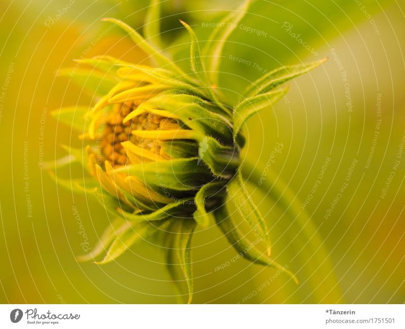 sommerblume Natur Pflanze Sommer Schönes Wetter Blüte Sonnenblume ästhetisch Freundlichkeit Fröhlichkeit natürlich schön gelb Lebensfreude Farbfoto mehrfarbig