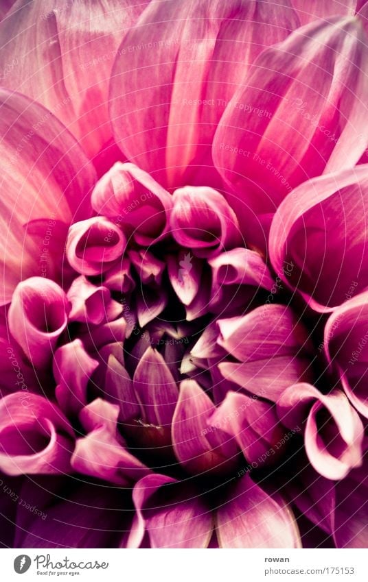 rosa Farbfoto Außenaufnahme Makroaufnahme Menschenleer Tag Umwelt Pflanze Frühling Sommer Blume Blüte Park ästhetisch authentisch Duft elegant schön rot