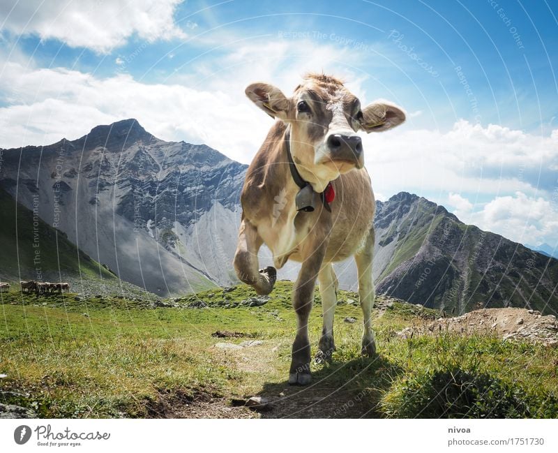 Schweizer Kuhmodel Käse Joghurt Milcherzeugnisse wandern Yoga Umwelt Natur Landschaft Pflanze Tier Erde Himmel Wolken Sonne Sonnenlicht Sommer Wetter