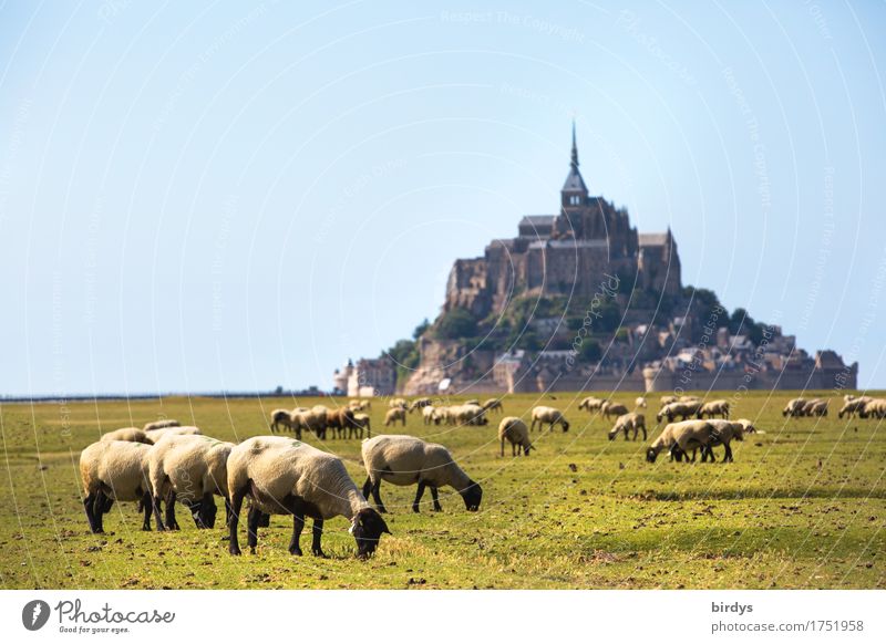 Mont-Saint-Michel und die Schafe Ferien & Urlaub & Reisen Tourismus Sommerurlaub Landschaft Wolkenloser Himmel Schönes Wetter Wiese Berge u. Gebirge Insel