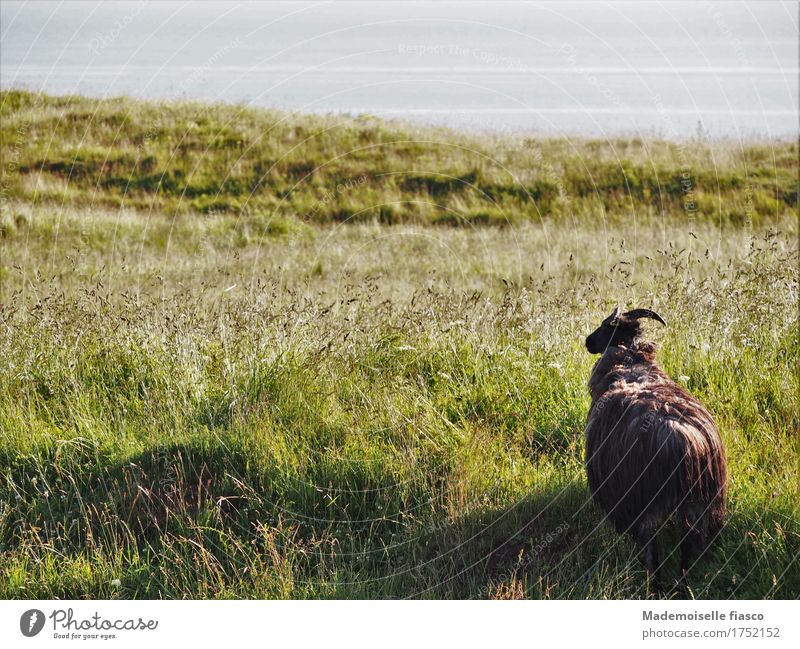 Schaf auf Weide in die Ferne blickend Natur Landschaft Tier Gras Wiese 1 Blick stehen frei Unendlichkeit natürlich Neugier Zufriedenheit ruhig Einsamkeit