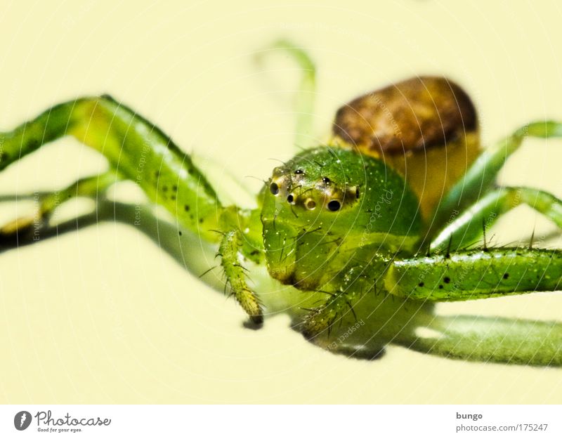 diaea dorsata Farbfoto Studioaufnahme Makroaufnahme Kunstlicht Tierporträt Wildtier Spinne 1 krabbeln sitzen Ekel Angst Entsetzen gruselig schön Leben