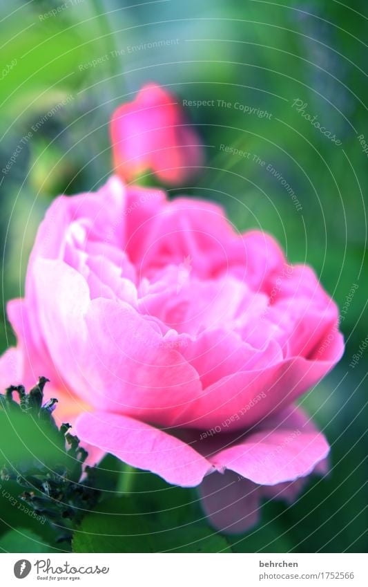 rosi Natur Pflanze Sommer Schönes Wetter Blume Rose Blatt Blüte Garten Park Wiese Blühend Duft schön sommerlich frisch hell rosa Lavendel Farbfoto Außenaufnahme