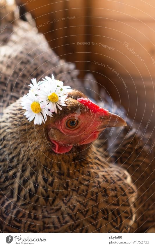 Ausgehfertig Huhn Henne Vogel Schnabel Schmuck Haarschmuck Kranz Blumenkranz Tierliebe Gänseblümchen Blick in die Kamera Haustier festlich lustig geschmückt