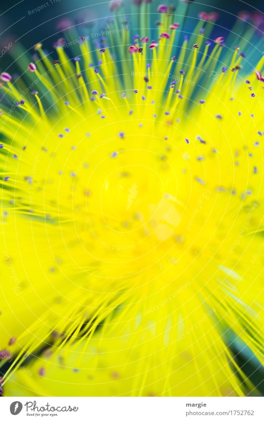 yellow explosion: Eine gelbe Blüte mit Blütenstaub und Pollen Pflanze Blume Blatt Grünpflanze exotisch grün Blütenpflanze Blütenstempel Blütenstauden strahlend