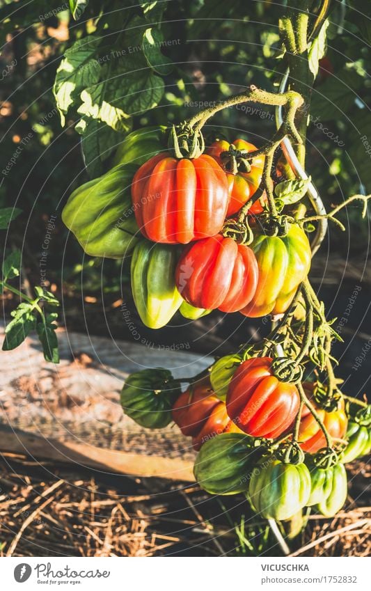 Ochsenherz Tomaten in Garten Gemüse Design Gesunde Ernährung Leben Natur Vitamin Bioprodukte Ochsenherztomaten Beet Farbfoto Außenaufnahme Nahaufnahme Tag