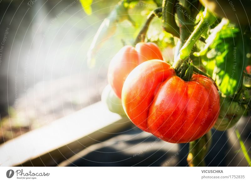 Reife Tomaten Pflanze im Garten Lifestyle Design Gesunde Ernährung Leben Sommer Natur Schönes Wetter Vitamin Bioprodukte Beet Farbfoto Außenaufnahme Nahaufnahme
