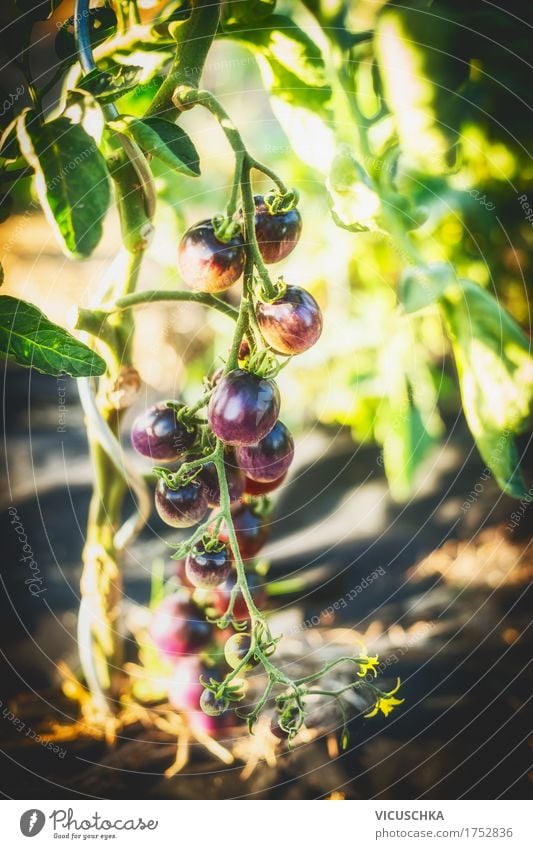 Lila Tomaten im Garten Design Gesunde Ernährung Leben Sommer Natur Pflanze Beet Ernte Bioprodukte Farbfoto Außenaufnahme Nahaufnahme Tag
