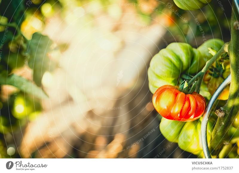 tomaten Gewächse in Garten Lebensmittel Gemüse Lifestyle Design Gesunde Ernährung Sommer Natur Schönes Wetter Pflanze Vitamin Tomate Bioprodukte Außenaufnahme