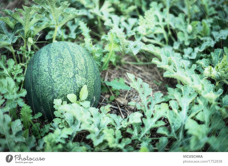 Wassermelone Pflanze im Garten Lifestyle Design Gesunde Ernährung Leben Sommer Natur Herbst Schönes Wetter Beet Blatt Farbfoto Außenaufnahme Nahaufnahme