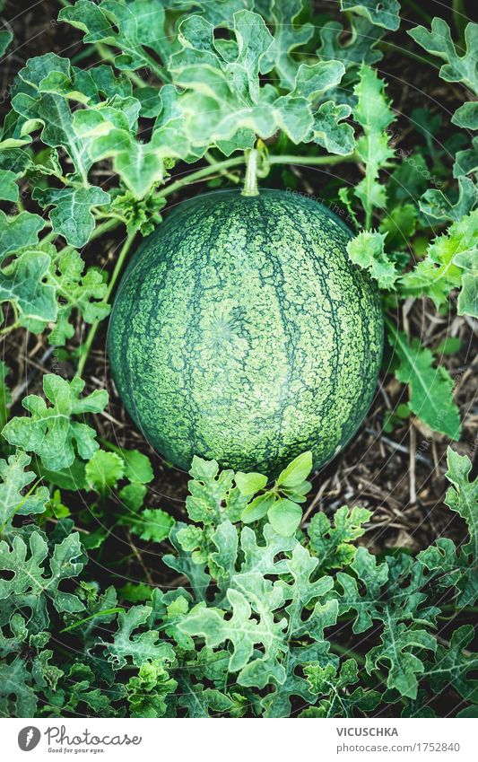 Wassermelone im Graden Lebensmittel Frucht Lifestyle Design Gesunde Ernährung Sommer Garten Natur Bioprodukte anbauen Ernte Erde Pflanze Beet Farbfoto