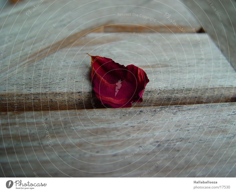 the last leaf Rose Blatt Tod mögen