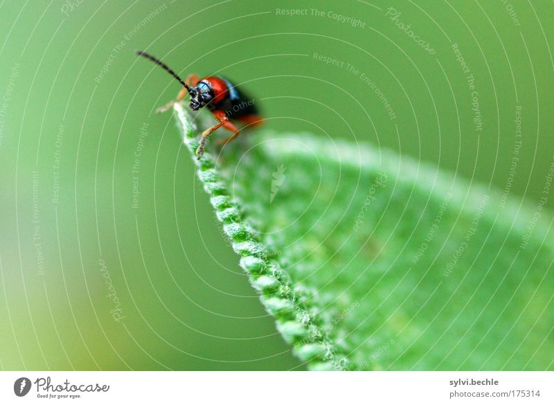 hoch hinaus Natur Pflanze Tier Wildtier Käfer beobachten krabbeln Blick klein grün rot schwarz Farbfoto mehrfarbig Außenaufnahme Nahaufnahme Makroaufnahme