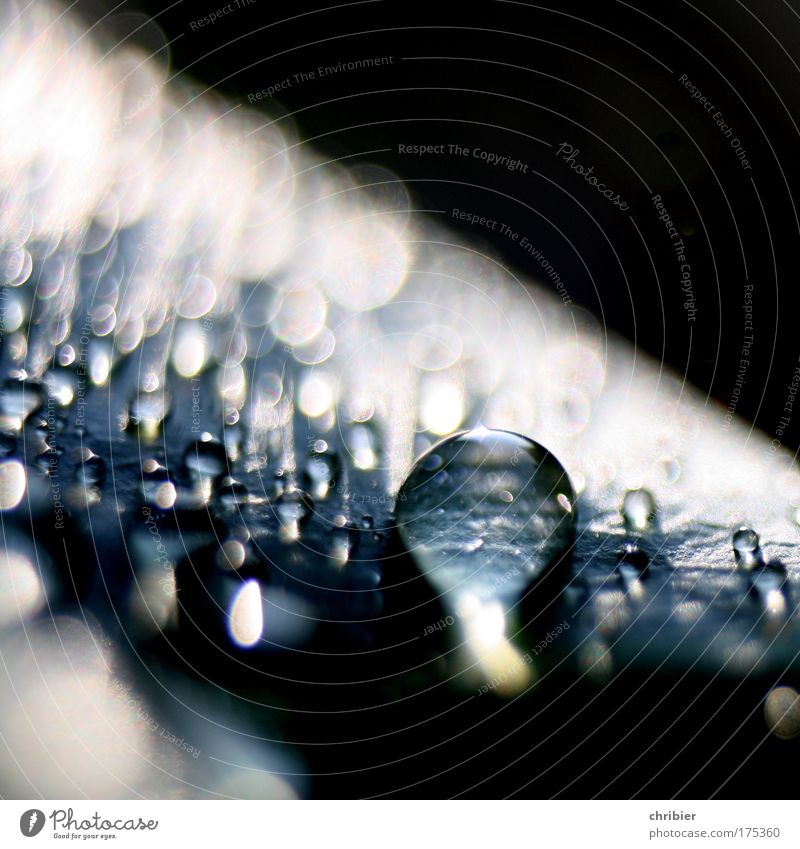Pearls. Nahaufnahme Makroaufnahme Licht Schatten Kontrast Reflexion & Spiegelung Schwache Tiefenschärfe Wasser Wassertropfen Garten berühren glänzend