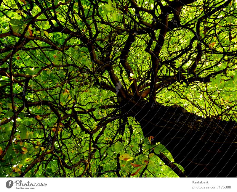 home. in a tree. Design Erholung ruhig Sommer Sommerurlaub Energiewirtschaft Umwelt Natur Sonnenlicht Schönes Wetter Wärme Baum Blatt Ast Blätterdach Zweig