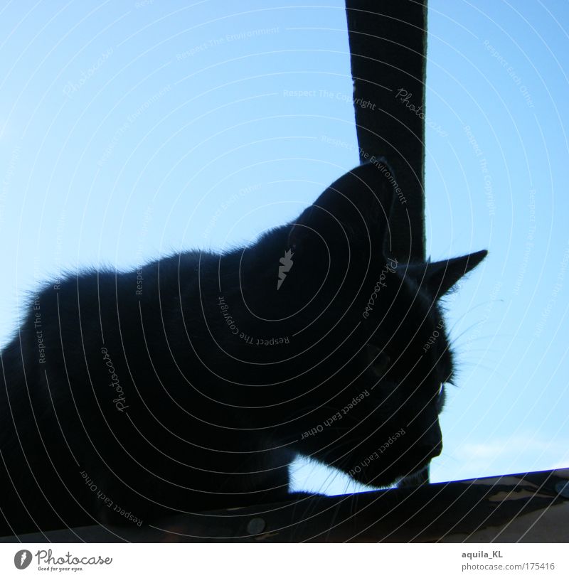 Mich mag KEINER schnurr Tag Schatten Kontrast Silhouette Tierporträt Halbprofil Haustier Katze 1 hocken hören schwarz Blauer Himmel Katzenohr Fell Katzenkopf