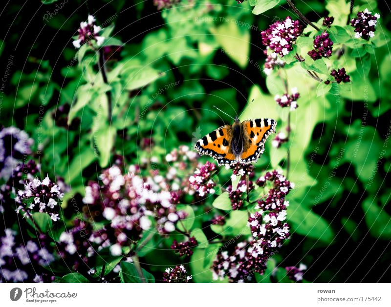 sommergarten Farbfoto Außenaufnahme Tag Umwelt Natur Pflanze Frühling Sommer Blume Blüte Garten Park Wiese Schmetterling fliegen ästhetisch schön Freude Glück