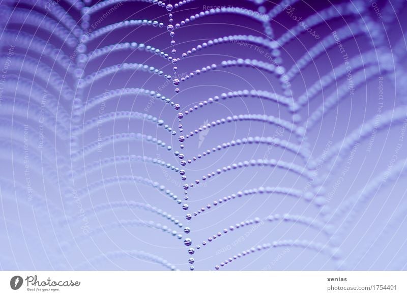 Makroaufnahme Wassertropfen am Spinnennetz vor blauem Hintergrund Regen Netz Netzwerk violett weiß Perlenkette Schnur benetzt Tau Perlenschnüre Tropfen