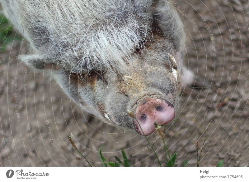 so ne Schweinerei... Umwelt Natur Tier Erde Haustier Tiergesicht Hängebauchschwein 1 beobachten Blick stehen authentisch außergewöhnlich einzigartig natürlich
