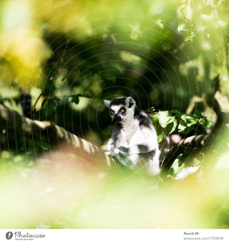 Lemure Umwelt Natur Tier Sonnenlicht Frühling Sommer Klima Schönes Wetter Pflanze Baum Park beobachten Gefühle sitzen Trägheit Langeweile Ast Erholung Auge groß