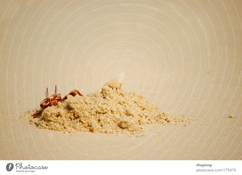 Mr Crabs Farbfoto Außenaufnahme Nahaufnahme Zentralperspektive Tierporträt Küste Strand Meer Krabbe 1 Sand beobachten gelb rot Graben buddeln Tag