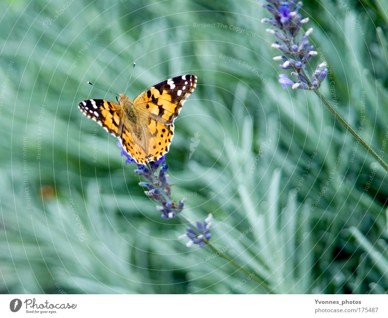 Schmetterling Farbfoto mehrfarbig Außenaufnahme Nahaufnahme Detailaufnahme Makroaufnahme Tag Tierporträt Sommer Garten Umwelt Natur Pflanze Erde Frühling Blume