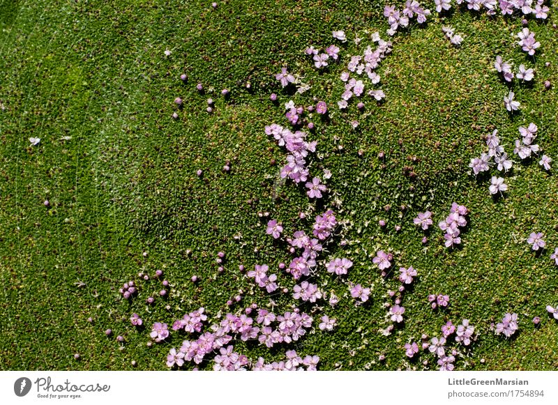 Blumenbeet Garten Natur Pflanze Erde Sommer Moos Blüte Wildpflanze Park Wald ästhetisch fest schön weich nass Feuchtgebiete Boden Bodendecker Farbfoto