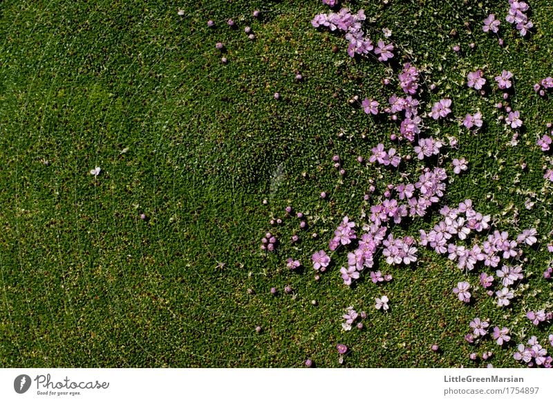 Blumenbeet [3] Natur Pflanze Erde Moos Blüte Wildpflanze Garten Park ästhetisch schön nass weich Boden Bodendecker Feuchtgebiete fest Farbfoto mehrfarbig