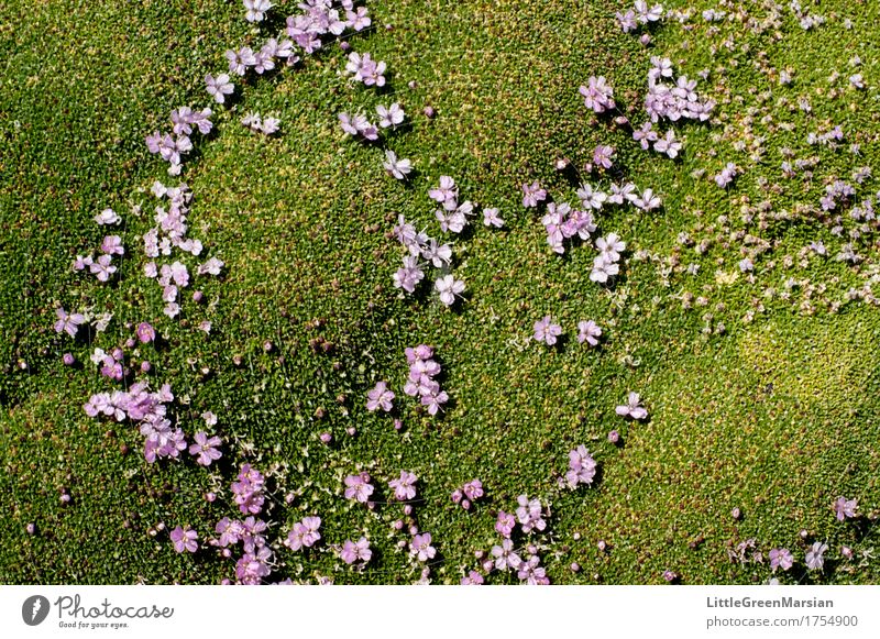 Blumenbeet [4] Natur Pflanze Sommer Moos Wildpflanze Garten Park Wald ästhetisch fest schön nass wild weich Blüte Feuchtgebiete Boden Bodenbewuchs Farbfoto