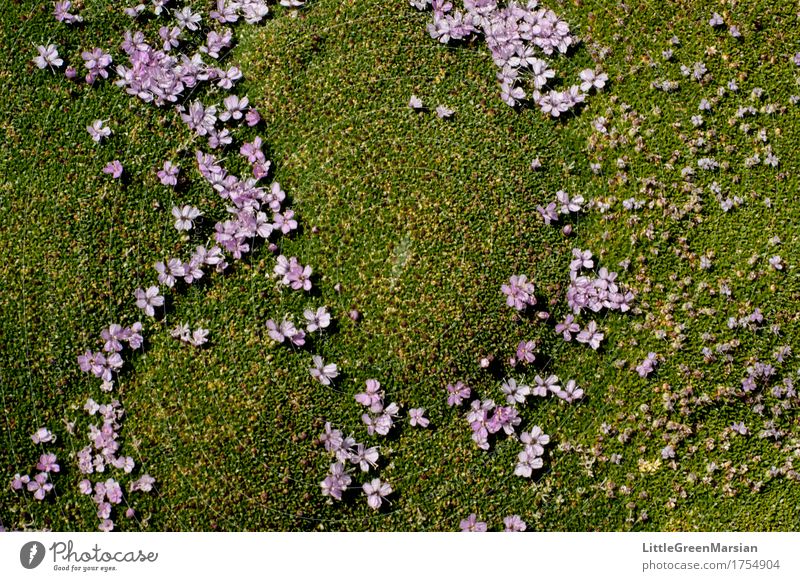 Blumenbeet [2] Natur Pflanze Moos Blüte Garten Wald ästhetisch Erde Sommer Wildpflanze Park fest schön weich nass Feuchtgebiete Boden Bodendecker Farbfoto