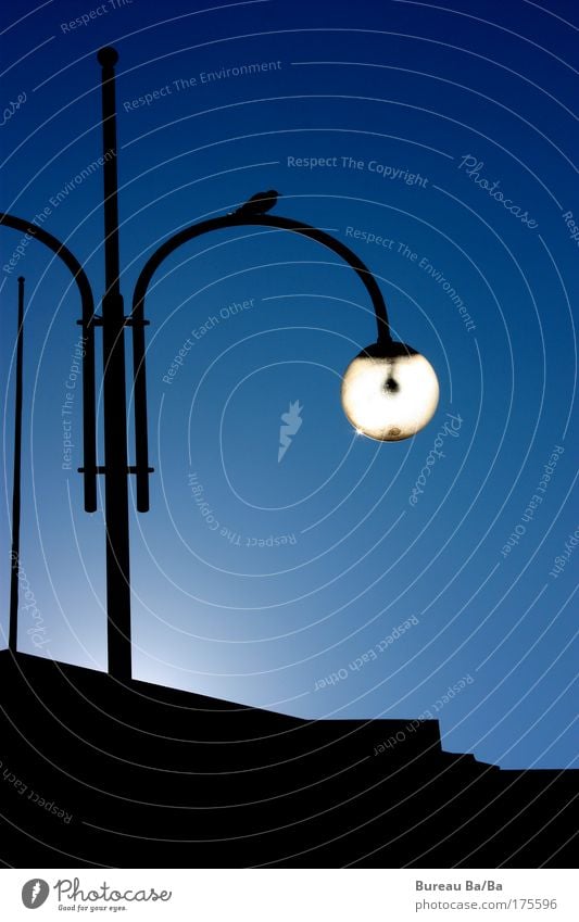 Natürliche Lichtquelle Farbfoto Außenaufnahme Tag Schönes Wetter Park Stadt Sehenswürdigkeit Warmherzigkeit Helsinki laterne Vogel blau weiß schwarz