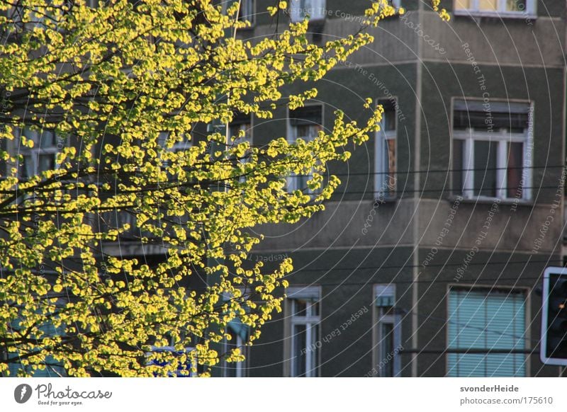 Berlin im Frühling - Prenzlauer Berg Farbfoto Außenaufnahme Menschenleer Abend Sonnenlicht Gegenlicht Starke Tiefenschärfe Schönes Wetter Baum Stadt Haus