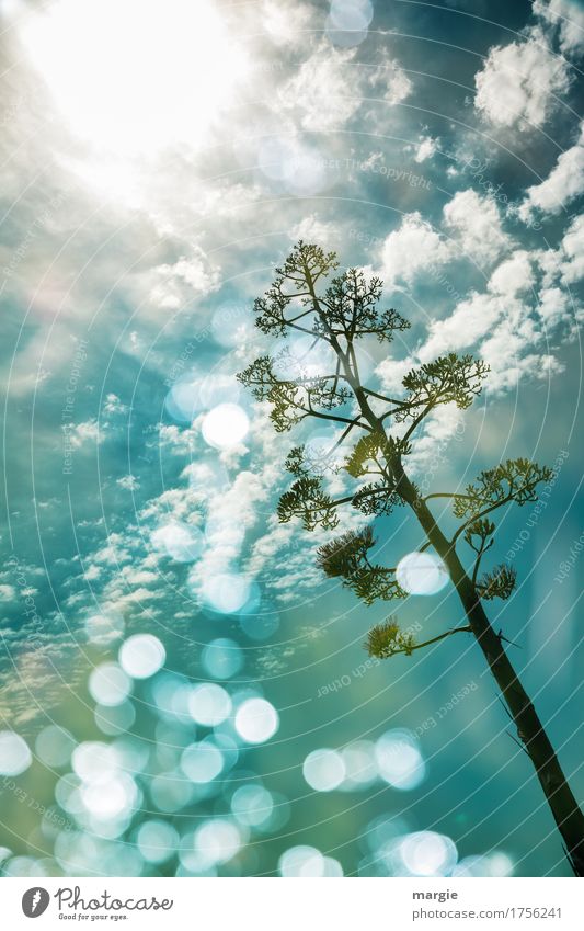 Eine exotische Pflanze, Baum ragt in einen blauen Himmel mit einer Lichterscheinung Ferien & Urlaub & Reisen Tourismus Ausflug Sommer Umwelt Natur Wolken Sonne