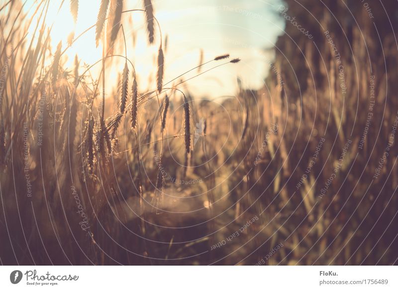 goldener Herbst Getreide Gartenarbeit Landwirtschaft Forstwirtschaft Umwelt Natur Pflanze Sonne Sonnenaufgang Sonnenuntergang Sonnenlicht Schönes Wetter Gras