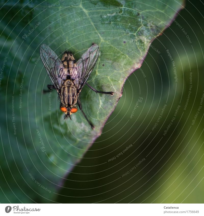 Fliege sitzt auf einem Kohlblatt Natur Pflanze Blatt Grünpflanze Nutzpflanze Brokkoli Garten Gemüsegarten Tier Insekt 1 beobachten fliegen krabbeln glänzend