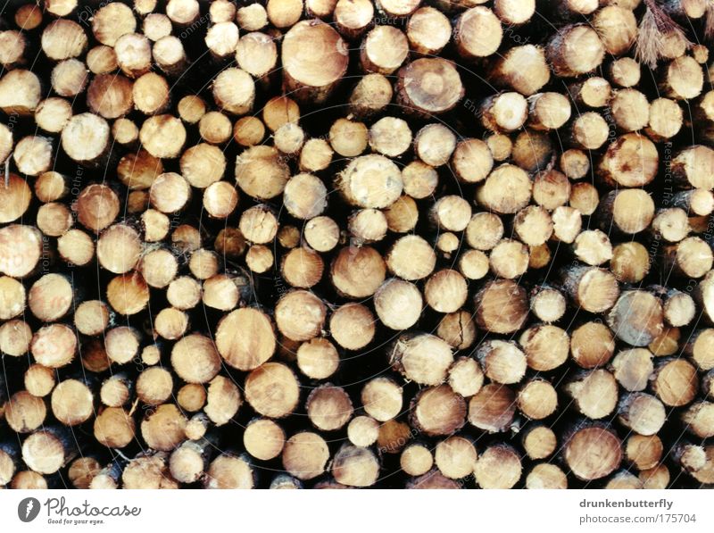 Pinienholz Farbfoto Außenaufnahme Holz Natur Baumstamm Stapel Baumrinde Harz Industrie Feuer Strukturen & Formen Säge
